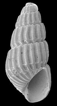 Famiglia Pyramidellidae